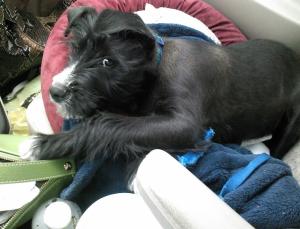 Hoo, in a moment of peaceful repose. Before murdering my wind chimes.