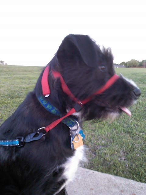 My handsome prince.  I love his ears, and his eyebrows, and his beard, and even his sloppy tongue.