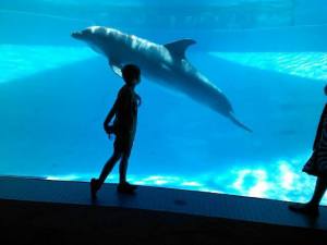 Thor and a dolphin friend.