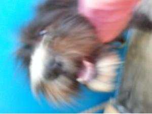 Mostly, he looked like this.  An attack muppet.